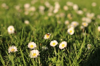 Selective Focus Photo of Brown Insect Perched on White Flower at Daytime