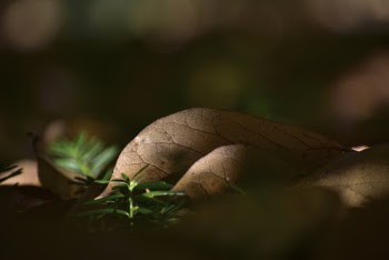 Selective Focus Photo of Brown Leaf