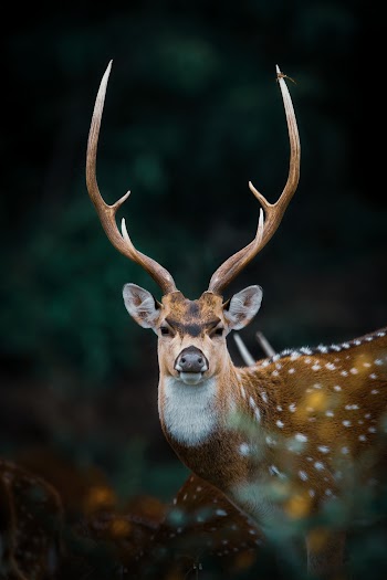Selective Focus Photo Of Brown Reindeer