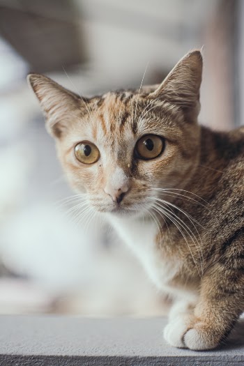 Selective Focus Photo of Brown Tabby Cat