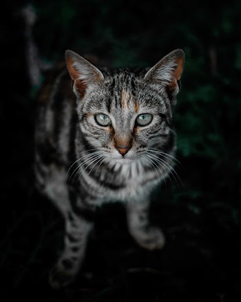 Selective Focus Photo of Brown Tabby Cat