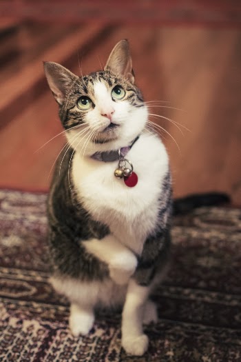Selective Focus Photo of Brown Tabby Cat on Cushion