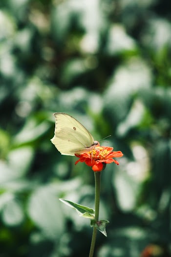 Selective Focus Photo of Butterfly Perched on Flower