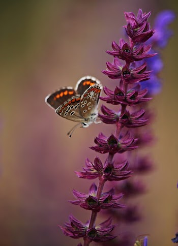 Selective Focus Photo of Butterfly Perching on Purple Flower