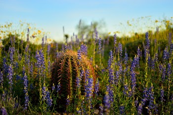 Selective Focus Photo of Cactus on Bed of Purple Lavender Flowers 