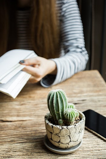 Selective Focus Photo Of  Cactus Plant