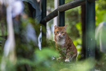 Selective Focus Photo Of Cat