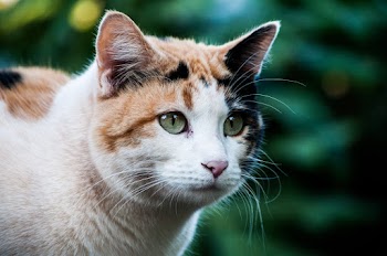 Selective Focus Photo of Cat Head