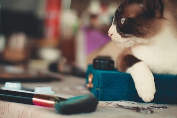 Selective Focus Photo of Cat Near Scissors