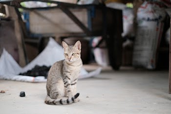 Selective Focus Photo of Cat Sitting Alone