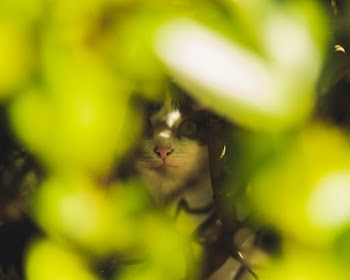 Selective Focus Photo of Cats Face Behind Green Leaves