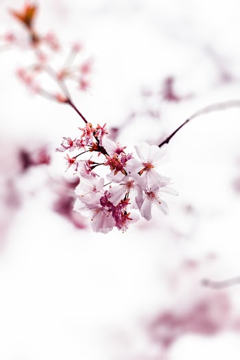 Selective Focus Photo of Cherry Blossom