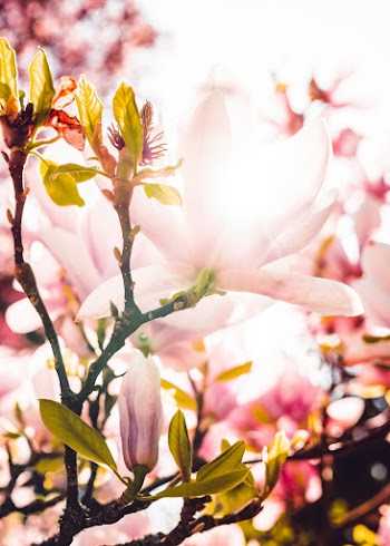 Selective Focus Photo of Cherry Blossoms