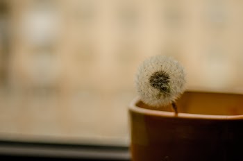 Selective Focus Photo of Dandelion Flower