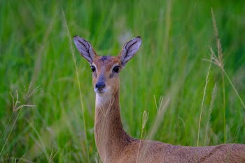 Selective Focus Photo Of Deer