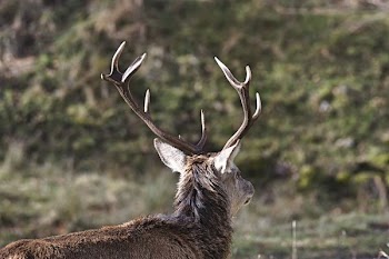 selective focus photo of deer during day