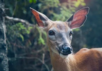 selective focus photo of deer in forest