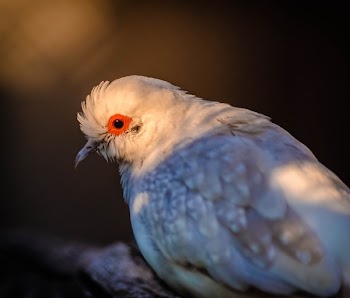 Selective Focus Photo of Diamond Dove