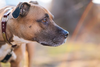 Selective Focus Photo of Dog Head