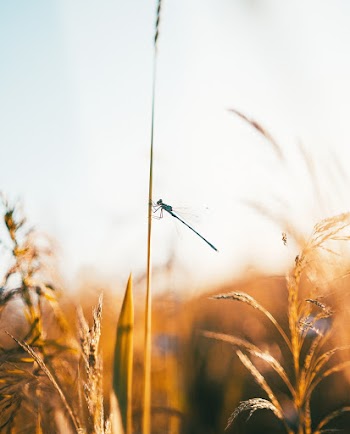 Selective Focus Photo of Dragonfly Perched on Wheat