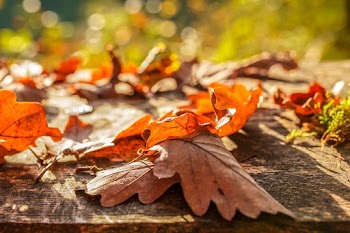 Selective Focus Photo of Dried Leaves
