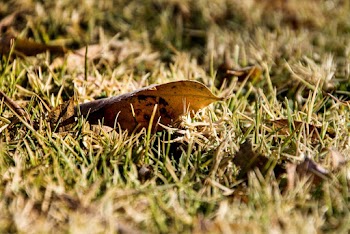 Selective Focus Photo of Dry Leaf on Grass