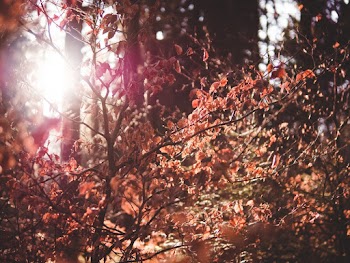 Selective Focus Photo of Dry Leaves