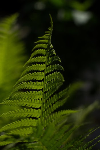 Selective Focus Photo of Fern Plant