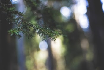 Selective Focus Photo of Fir Leaves