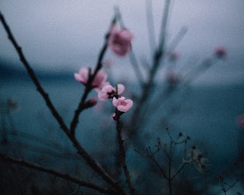 Selective Focus Photo Of Flower