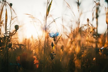 Selective Focus Photo of Flower