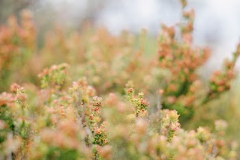 Selective Focus Photo of Flowering Plants