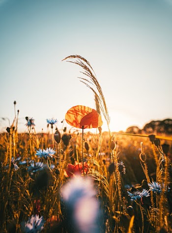 Selective Focus Photo of Flowers