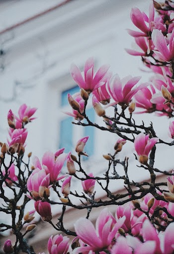 Selective Focus Photo Of Flowers