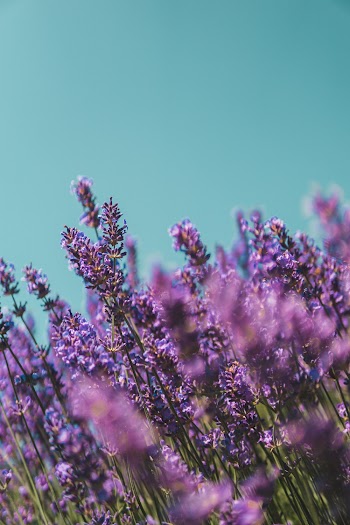 Selective Focus Photo Of Flowers