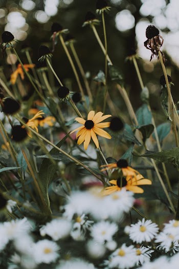 Selective Focus Photo Of Flowers