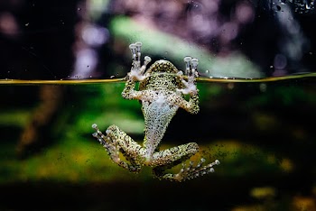 Selective Focus Photo of Frog