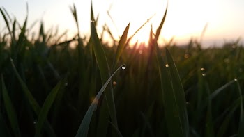 Selective Focus Photo of Grass