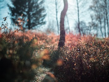 Selective Focus Photo of Grass and Plants
