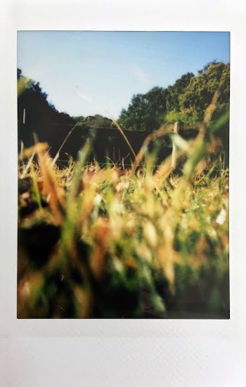 Selective Focus Photo Of Grass Field