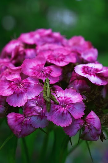 Selective Focus Photo of Grasshopper on Pink-Petaled Flowers