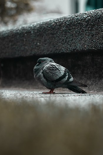 Selective Focus Photo of Gray Bird