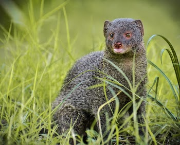 Selective Focus Photo of Gray Mongoose on Grass