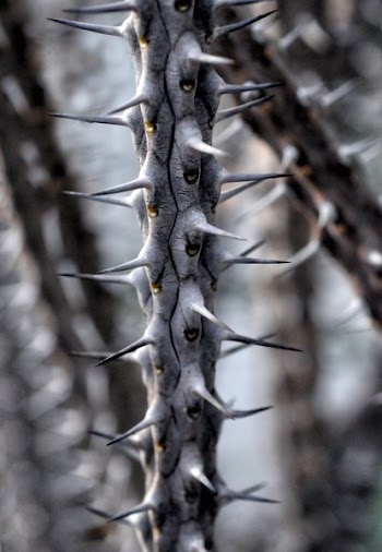 Selective Focus Photo of Gray Stem With Thorns