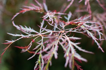 Selective Focus Photo of Green-and-maroon Leaves at Daytime