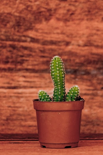 Selective Focus Photo of Green Cactus in Pot