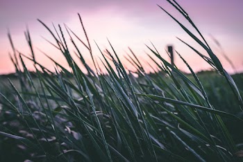 Selective Focus Photo of Green Grass Fie;d