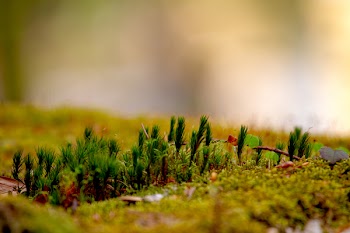 Selective Focus Photo of Green Grasses