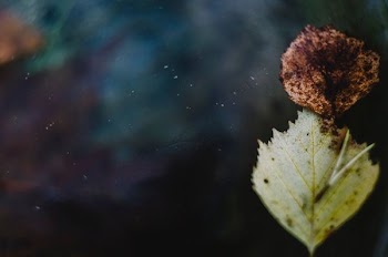 selective-focus photo of green leaf