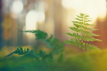 Selective Focus Photo of Green Leaf Plant